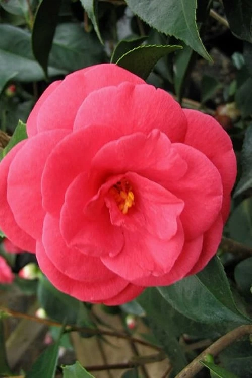Arctic Rose Cold Hardy Red Camellia - 1 Gallon Pot 1 Arctic Rose Cold Hardy Red Camellia - 1 Gallon Pot