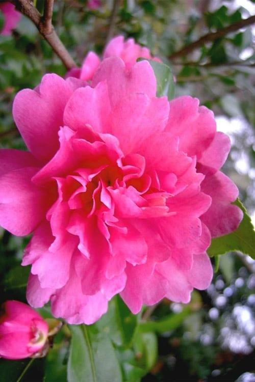 Autumn Spirit Camellia - Hybrid - 1 Gallon Pot 1 Autumn Spirit Camellia - Hybrid - 1 Gallon Pot