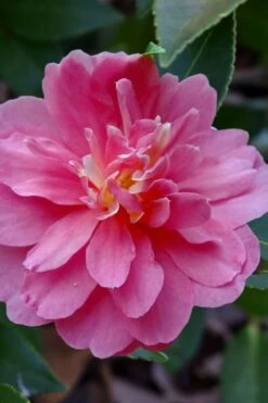 Autumn Spirit Camellia - Hybrid - 3 Gallon Pot 11 Autumn Spirit Camellia - Hybrid - 3 Gallon Pot -Best Bush Shop camellia autumn spirit 21