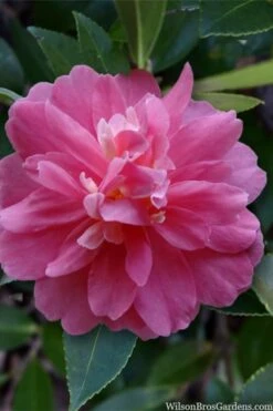Autumn Spirit Camellia - Hybrid - 3 Gallon Pot 10 Autumn Spirit Camellia - Hybrid - 3 Gallon Pot -Best Bush Shop camellia autumn spirit 22
