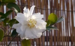Chisato No Aki Camellia Japonica - 3 Gallon Pot 9 Chisato No Aki Camellia Japonica - 3 Gallon Pot -Best Bush Shop camellia chisato no aki 5