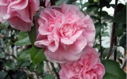 Debutante Pink Camellia Japonica - 6 Pack Of 1 Gallon Pots 8 Debutante Pink Camellia Japonica - 6 Pack Of 1 Gallon Pots -Best Bush Shop camellia debutante pink 5