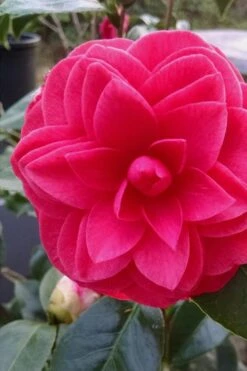 Glen 40 Camellia Japonica - 1 Gallon Pot 13 Glen 40 Camellia Japonica - 1 Gallon Pot -Best Bush Shop camellia glen 40 1
