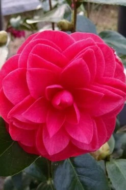 Glen 40 Camellia Japonica - 1 Gallon Pot 12 Glen 40 Camellia Japonica - 1 Gallon Pot -Best Bush Shop camellia glen 40 2
