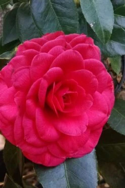 Glen 40 Camellia Japonica - 1 Gallon Pot 10 Glen 40 Camellia Japonica - 1 Gallon Pot -Best Bush Shop camellia glen 40 3