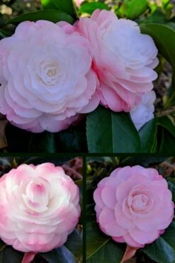 Guest Star Camellia Japonica - 3 Gallon Pot 9 Guest Star Camellia Japonica - 3 Gallon Pot -Best Bush Shop camellia guest star 3