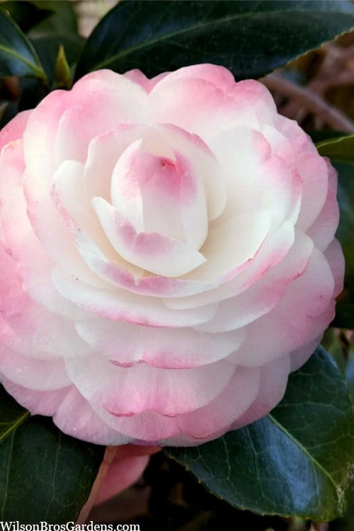 Guest Star Camellia Japonica - 3 Gallon Pot 1 Guest Star Camellia Japonica - 3 Gallon Pot