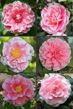 Brilliant Gem Fragrant Camellia Japonica - Herme - 3 Gallon Pot 9 Brilliant Gem Fragrant Camellia Japonica - Herme - 3 Gallon Pot -Best Bush Shop camellia herrmes 1