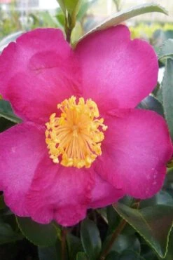Hiryu Camellia Sasanqua - 3 Gallon Pot -Best Bush Shop camellia hiryu 2