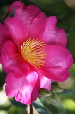 Hiryu Camellia Sasanqua - 3 Gallon Pot -Best Bush Shop camellia hiryu 3