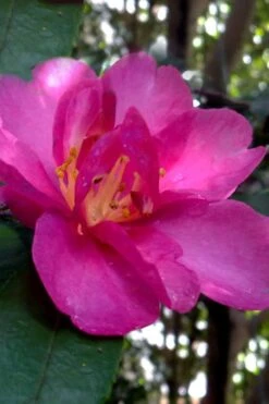 Hiryu Camellia Sasanqua - 3 Gallon Pot -Best Bush Shop camellia hiryu 4