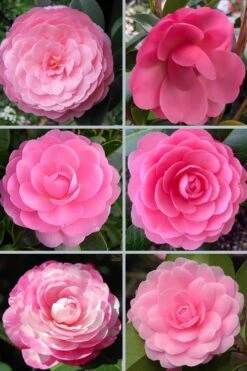 E.G. Waterhouse Camellia - Williamsii Hybrid - 1 Gallon Pot 8 E.G. Waterhouse Camellia - Williamsii Hybrid - 1 Gallon Pot -Best Bush Shop camellia japonica e g waterhouse 21
