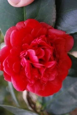 Paulette Goddard Camellia Japonica - 3 Gallon Pot 7 Paulette Goddard Camellia Japonica - 3 Gallon Pot -Best Bush Shop camellia japonica paulette goddard 2