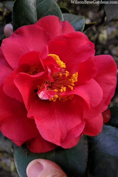 Paulette Goddard Camellia Japonica - 3 Gallon Pot 1 Paulette Goddard Camellia Japonica - 3 Gallon Pot