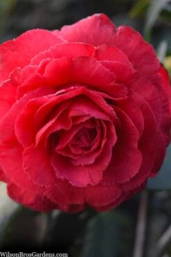 Rosea Superba Sport Camellia - 3 Gallon Pot 7 Rosea Superba Sport Camellia - 3 Gallon Pot -Best Bush Shop camellia japonica rosea superba 1