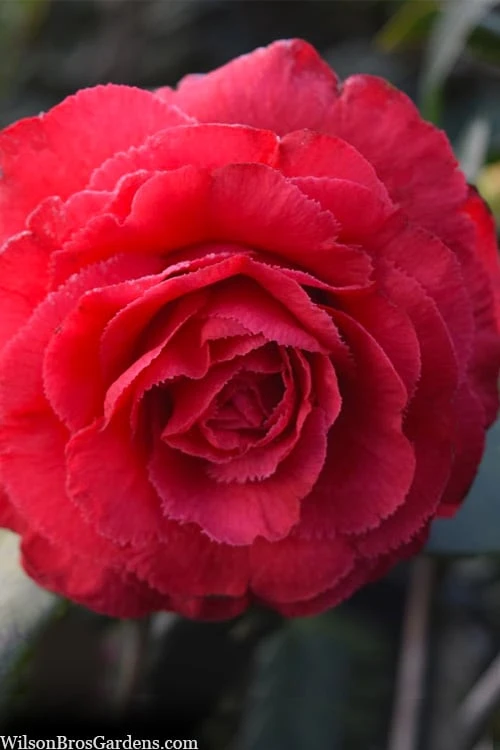 Rosea Superba Sport Camellia - 3 Gallon Pot 4 Rosea Superba Sport Camellia - 3 Gallon Pot - Image 4