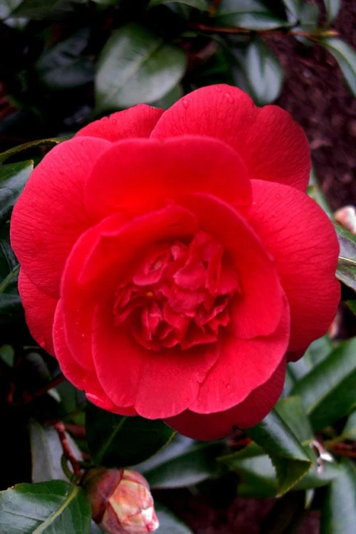 Rosehill Red Camellia - 3 Gallon Pot 1 Rosehill Red Camellia - 3 Gallon Pot