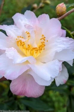 Star Above Star Camellia Sasanqua - 3 Gallon Pot -Best Bush Shop camellia japonica star above star 2