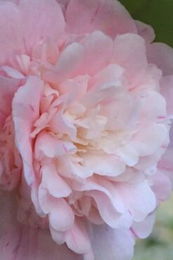 Thompsonii Camellia Japonica - 1 Gallon Pot 9 Thompsonii Camellia Japonica - 1 Gallon Pot -Best Bush Shop camellia japonica thompsonii 2