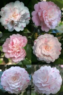 Thompsonii Camellia Japonica - 1 Gallon Pot 8 Thompsonii Camellia Japonica - 1 Gallon Pot -Best Bush Shop camellia japonica thompsonii 4