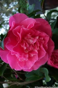 Marie Bracey Camellia Japonica - 3 Gallon Pot 11 Marie Bracey Camellia Japonica - 3 Gallon Pot -Best Bush Shop camellia marie bracey 100
