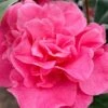 Marie Bracey Camellia Japonica - 3 Gallon Pot