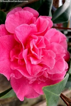 Marie Bracey Camellia Japonica - 3 Gallon Pot 13 Marie Bracey Camellia Japonica - 3 Gallon Pot -Best Bush Shop camellia marie bracey 102