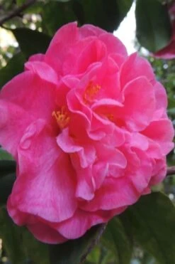 Marie Bracey Camellia Japonica - 3 Gallon Pot 12 Marie Bracey Camellia Japonica - 3 Gallon Pot -Best Bush Shop camellia marie bracey 5