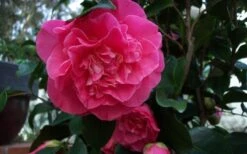 Marie Bracey Camellia Japonica - 3 Gallon Pot 10 Marie Bracey Camellia Japonica - 3 Gallon Pot -Best Bush Shop camellia marie bracey 6
