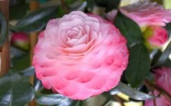 Nuccio's Pearl Camellia Japonica - 1 Gallon Pot 9 Nuccio's Pearl Camellia Japonica - 1 Gallon Pot -Best Bush Shop camellia mnuccios pearl 3