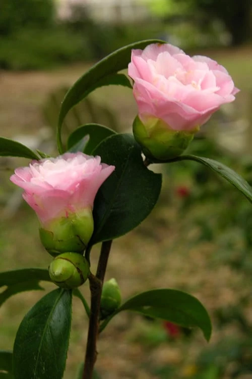 Nuccio's Pearl Camellia Japonica - 1 Gallon Pot 1 Nuccio's Pearl Camellia Japonica - 1 Gallon Pot
