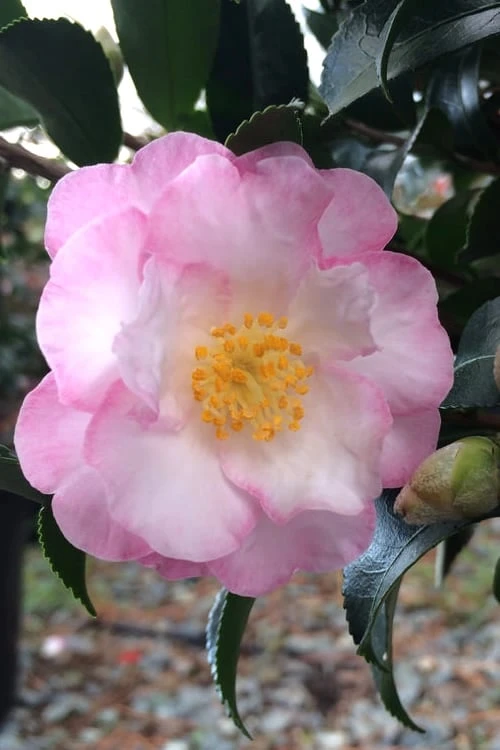 October Magic Orchid Camellia - 7 Gallon Pot 1 October Magic Orchid Camellia - 7 Gallon Pot