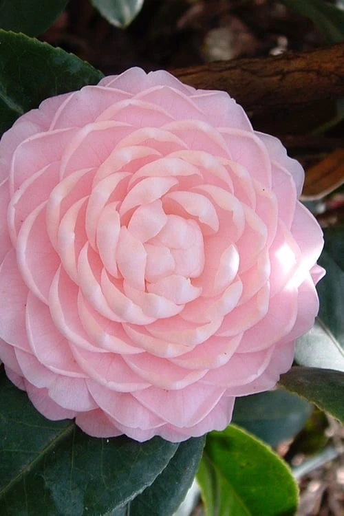 Otome Pink Camellia Japonica - 1 Gallon Pot 1 Otome Pink Camellia Japonica - 1 Gallon Pot