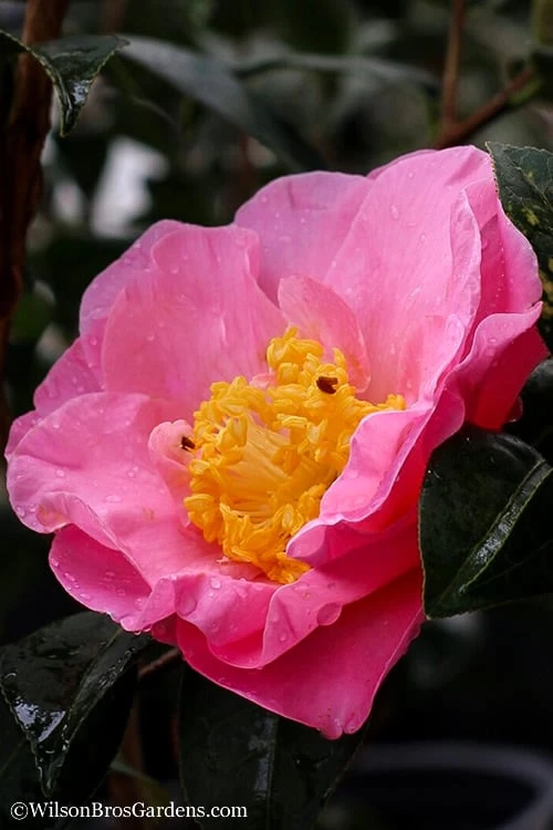 Autumn Pink Icicle Cold Hardy Camellia - 7 Gallon Pot 1 Autumn Pink Icicle Cold Hardy Camellia - 7 Gallon Pot