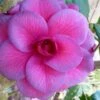 Purple Dawn Camellia Japonica - 1 Gallon Pot