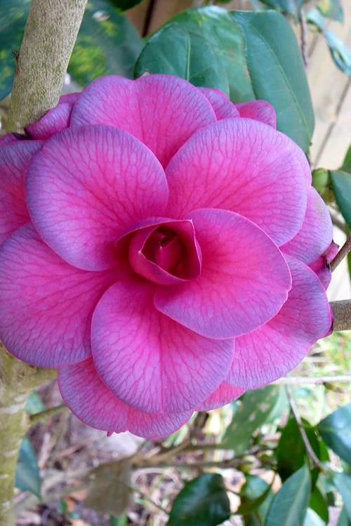 Purple Dawn Camellia Japonica - 1 Gallon Pot 1 Purple Dawn Camellia Japonica - 1 Gallon Pot