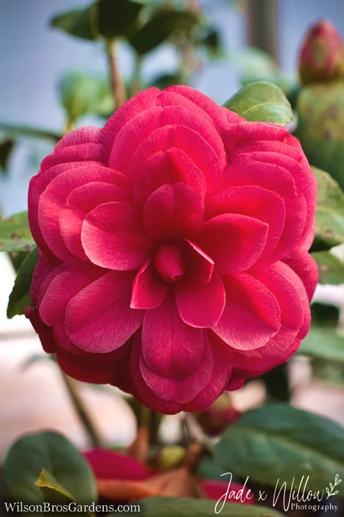 Purple Dawn Camellia Japonica - 1 Gallon Pot 4 Purple Dawn Camellia Japonica - 1 Gallon Pot - Image 4