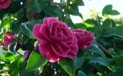 Purple Haze Camellia - 1 Gallon Pot -Best Bush Shop camellia sasanqua purple haze 2