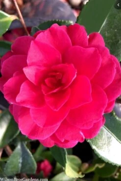 Purple Haze Camellia - 1 Gallon Pot -Best Bush Shop camellia sasanqua purple haze 4