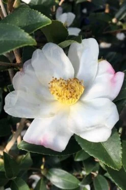 Survivor Cold Hardy White Camellia - 3 Gallon Pot -Best Bush Shop camellia sasanqua sweet october 3