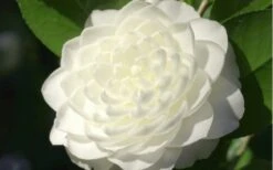 Sea Foam White Camellia Japonica - 3 Gallon Pot -Best Bush Shop camellia sea foam 3