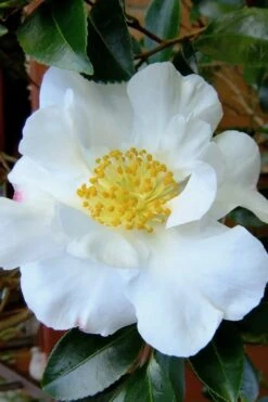 Setsugekka Fragrant Camellia Sasanqua - 1 Gallon Pot -Best Bush Shop camellia setsugekka 3 1