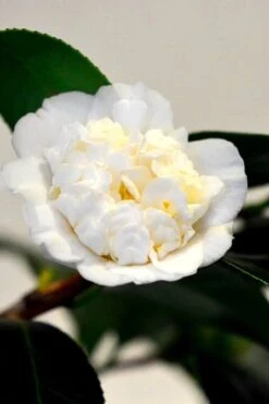 Shiro Karako White Camellia Rusticana - 3 Gallon Pot 7 Shiro Karako White Camellia Rusticana - 3 Gallon Pot -Best Bush Shop camellia shiro karako 1