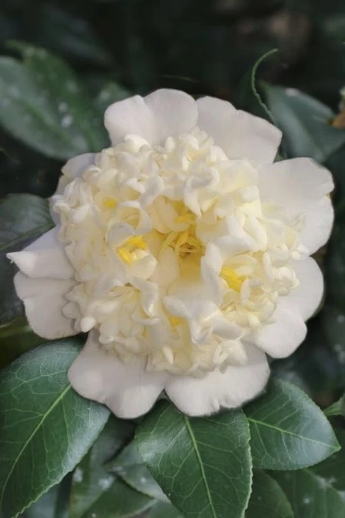 Shiro Karako White Camellia Rusticana - 3 Gallon Pot 1 Shiro Karako White Camellia Rusticana - 3 Gallon Pot