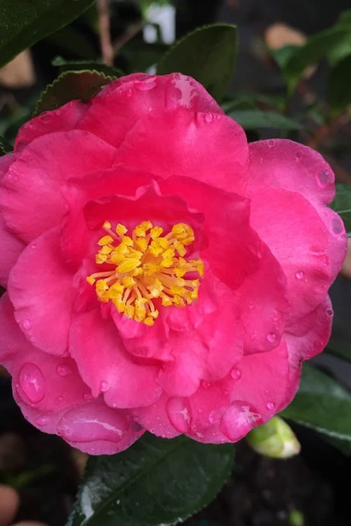 Shishi Gashira Dwarf Camellia Sasanqua - 3 Gallon Pot 1 Shishi Gashira Dwarf Camellia Sasanqua - 3 Gallon Pot
