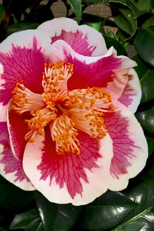 Spring Circus Camellia Japonica - 3 Gallon Pot 1 Spring Circus Camellia Japonica - 3 Gallon Pot