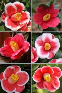 Tama No Ura Weeping Camellia Japonica - 1 Gallon Pot 10 Tama No Ura Weeping Camellia Japonica - 1 Gallon Pot -Best Bush Shop camellia tama no ura sports 1