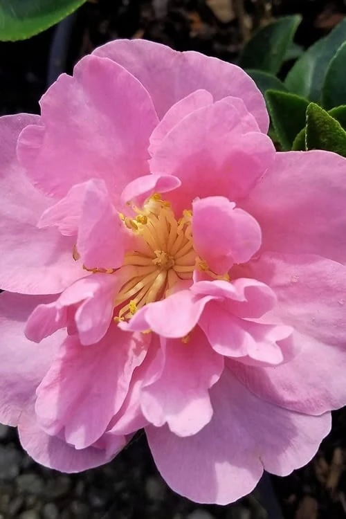 Taylors Perfection Pink Camellia Hybrid - 3 Gallon Pot 4 Taylors Perfection Pink Camellia Hybrid - 3 Gallon Pot - Image 4