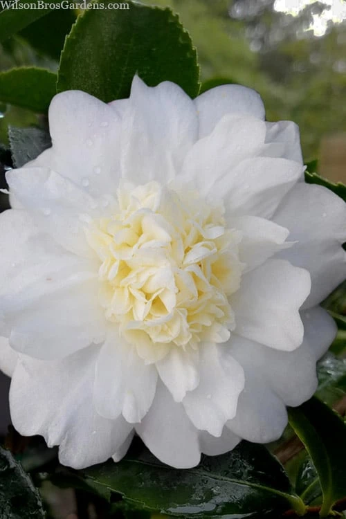 Winter's Snowman Camellia Hybrid - 7 Gallon Pot (2-3') 1 Winter's Snowman Camellia Hybrid - 7 Gallon Pot (2-3')