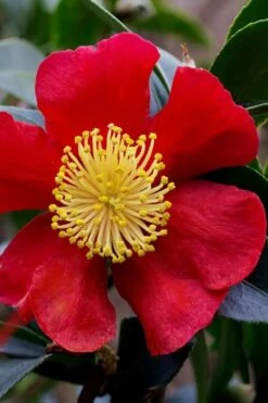 Yuletide Camellia Sasanqua - 2.5 Quart Pot 15 Yuletide Camellia Sasanqua - 2.5 Quart Pot -Best Bush Shop camellia yuletide best